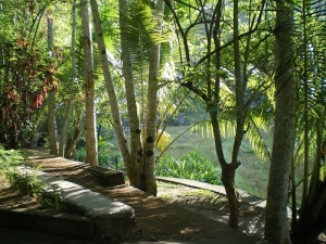 2014 スリランカ 緑沢山の庭